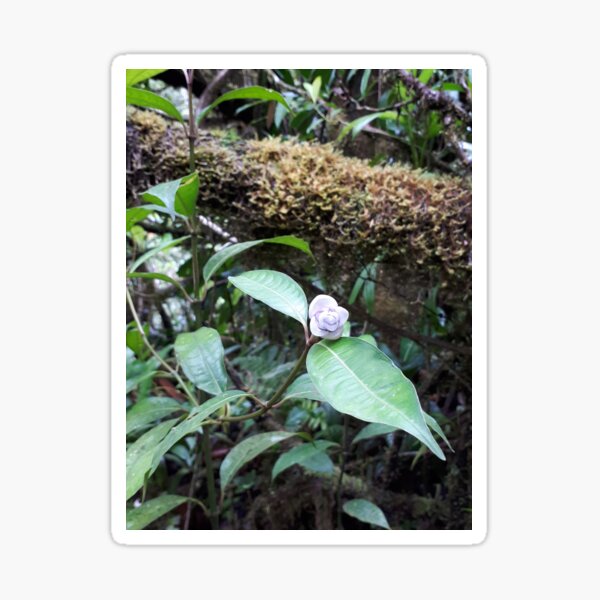 Fleur d'Amazonie Sticker