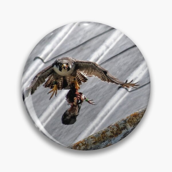 Item preview, Peregrine Falcon designed and sold by Seashorepics.