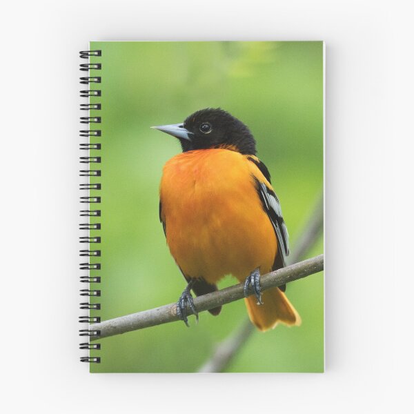 Item preview, Baltimore Oriole designed and sold by WorldDesign.