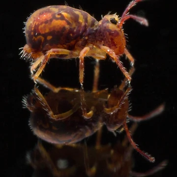 Artwork thumbnail, Springtails by Bill Rockenbeck