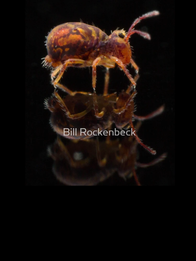 Thumbnail 7 of 7, Oversized T-Shirt, Springtails designed and sold by Bill Rockenbeck.