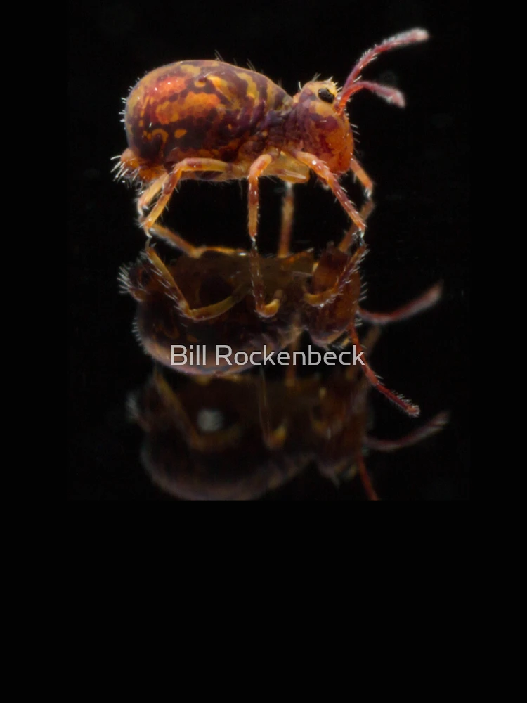 Thumbnail 4 of 4, Relaxed T-Shirt, Springtails designed and sold by Bill Rockenbeck.