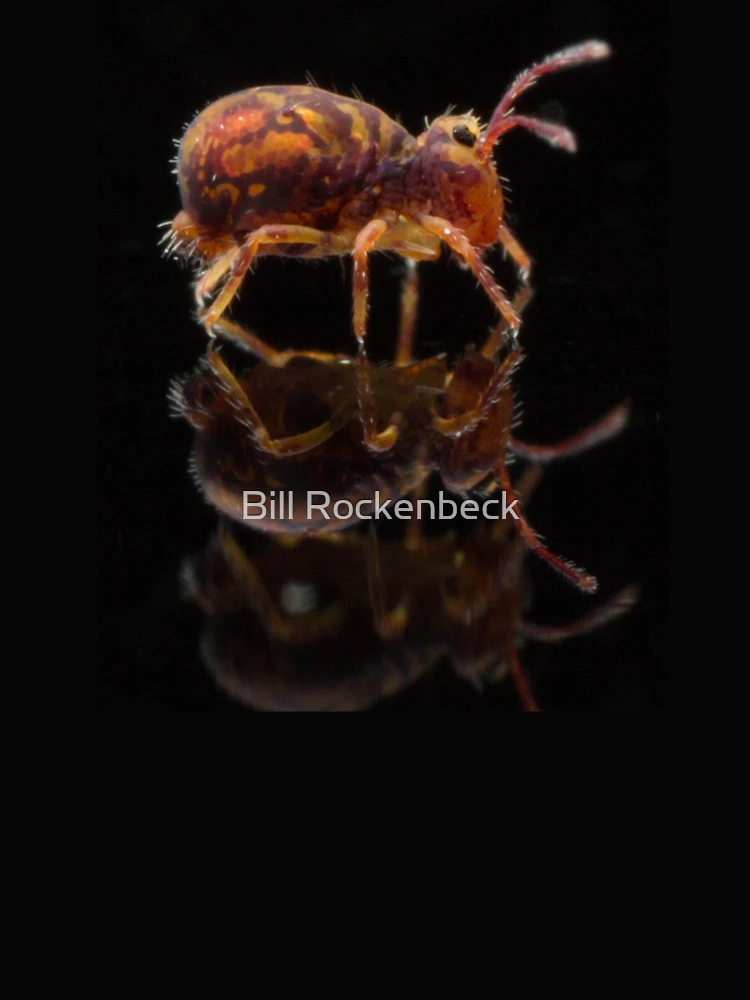 Thumbnail 4 of 4, Boxy T-Shirt, Springtails designed and sold by Bill Rockenbeck.