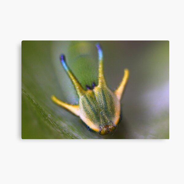 Polyura pyrrhus-The caterpillar stage. Metal Print