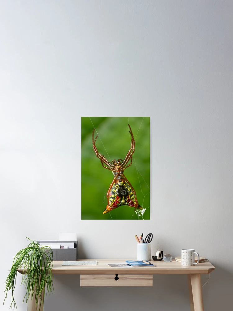 Thumbnail 2 of 3, Poster, Spider designed and sold by Bill Rockenbeck.