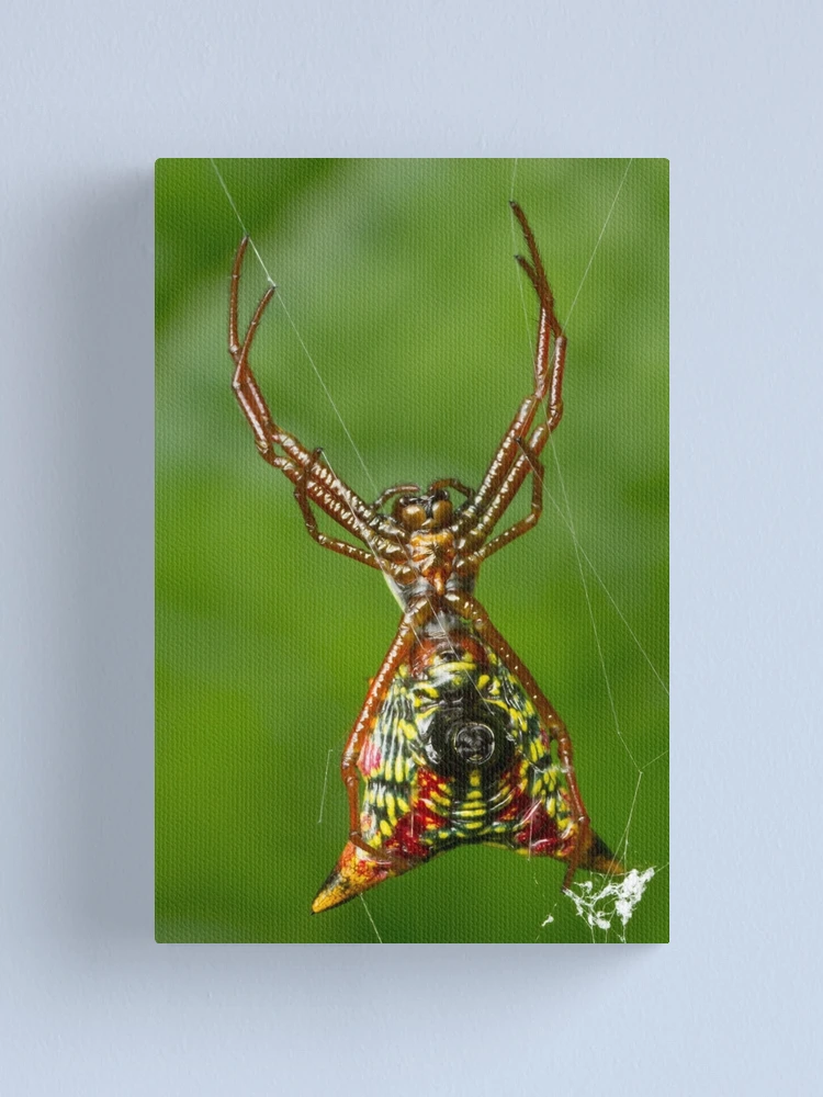 Imagen 1 de 3, Lienzo con la obra Spider, diseñada y vendida por Bill Rockenbeck.