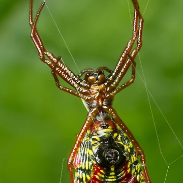 Artwork thumbnail, Spider by Bill Rockenbeck