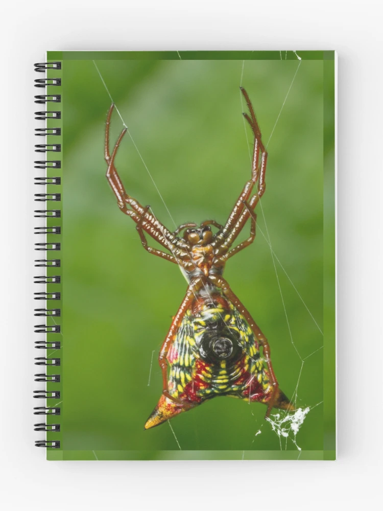Thumbnail 1 of 3, Journal, Spider designed and sold by Bill Rockenbeck.