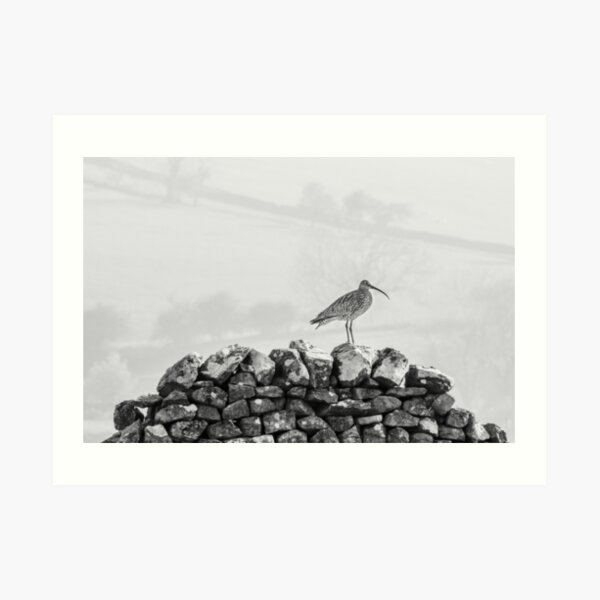 Curlew on dry stone wall Art Print