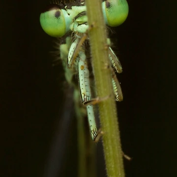 Artwork thumbnail, Bug on Stick by Bill Rockenbeck
