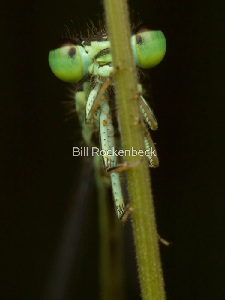 Thumbnail 4 of 4, iPhone Case, Bug on Stick designed and sold by Bill Rockenbeck.