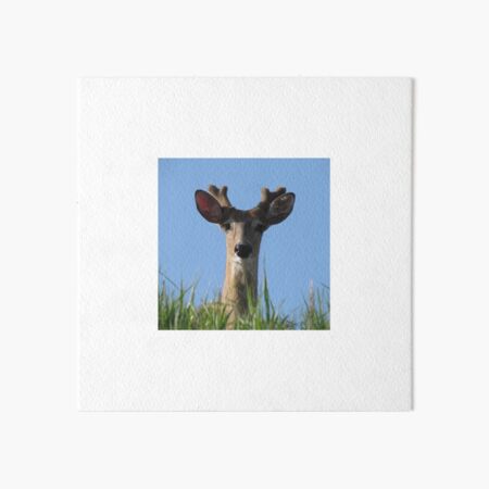A Different Kind of Hide . . . and Seek Art Board Print