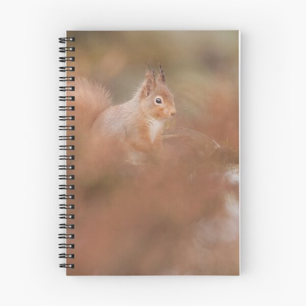 Item preview, Red squirrel in heather designed and sold by Jenny Hibbert.