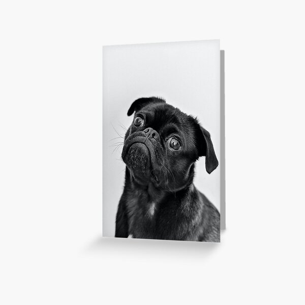 Tarjetas De Felicitacion Pug Negro Redbubble