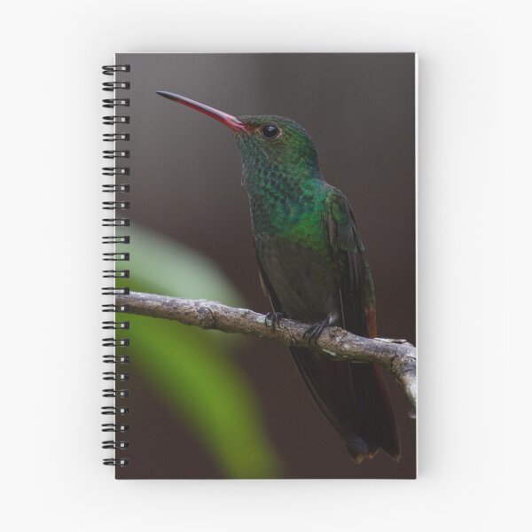 Aperçu de l'œuvre Colibri au Belize créée et vendue par Bill Rockenbeck.