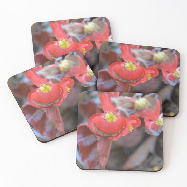 Item preview, Begonia designed and sold by This and That.