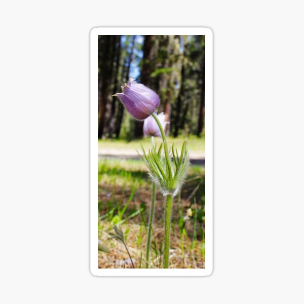 Waiting to Bloom Sticker