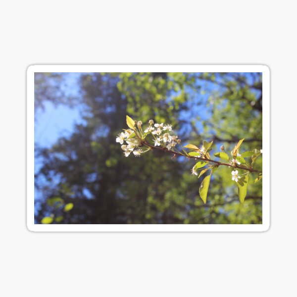Sunshine Blossoms Sticker