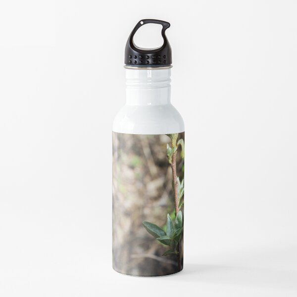 Reaching for the Sun Water Bottle