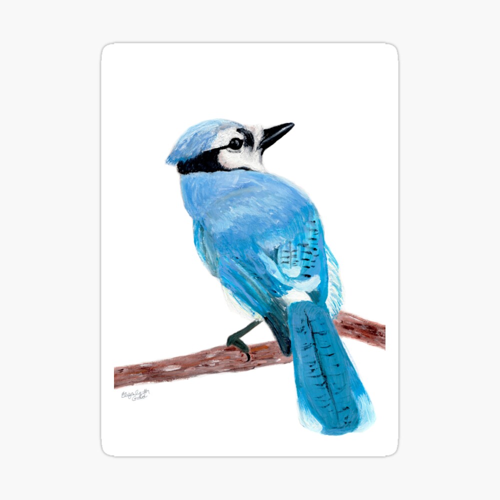 Blue Jay On Branch Kids T Shirt By Thenativepigeon Redbubble
