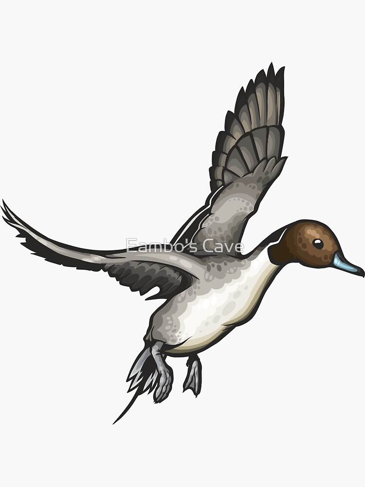 Northern Pintail Sticker for Sale by Eambo's Cave