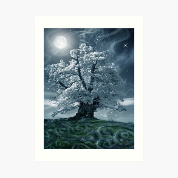 The White Leaved Oak Art Print