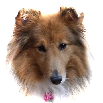 Artwork thumbnail, Patsy by ElsT