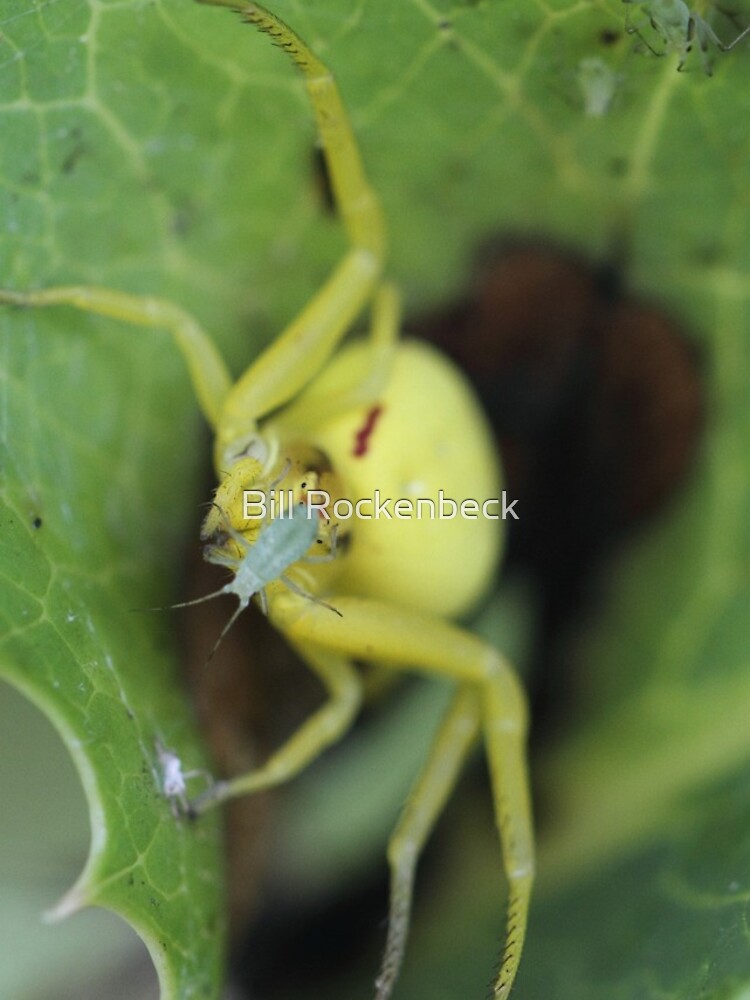 Imagen 5 de 5, Funda de iPhone con la obra Spider, diseñada y vendida por RockingLaurie.