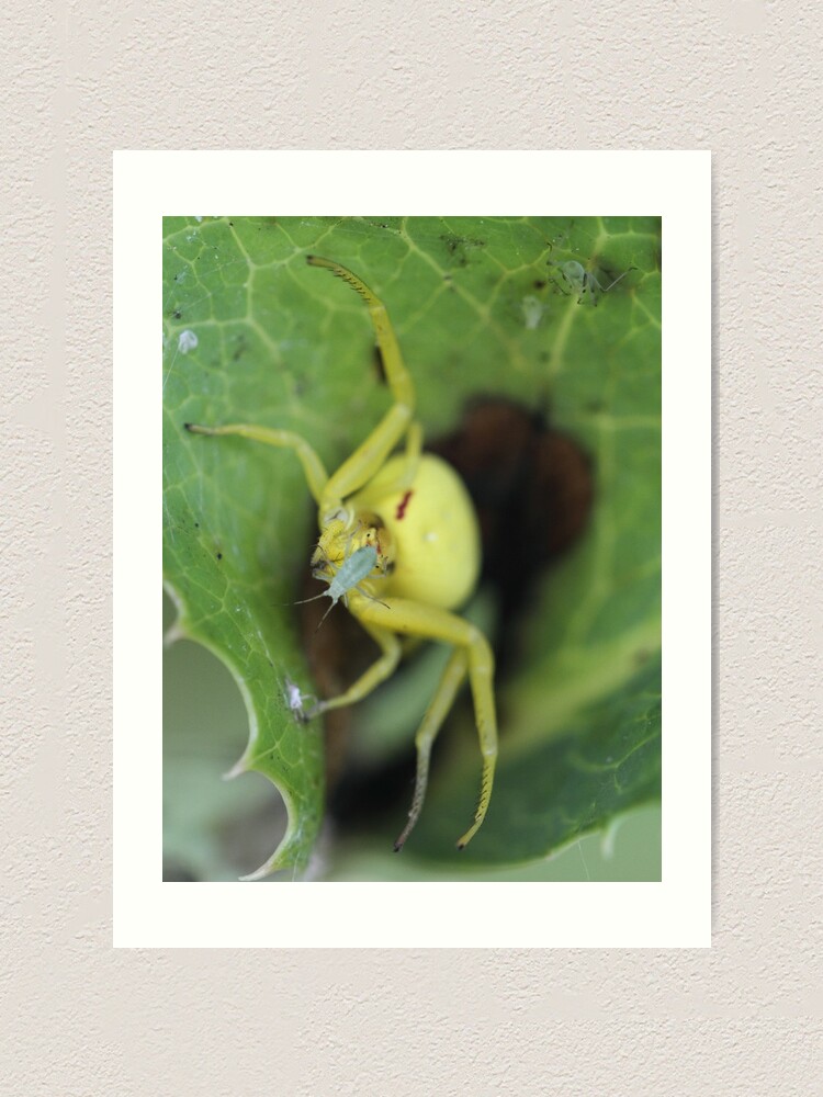 Thumbnail 1 of 3, Art Print, Spider designed and sold by RockingLaurie.