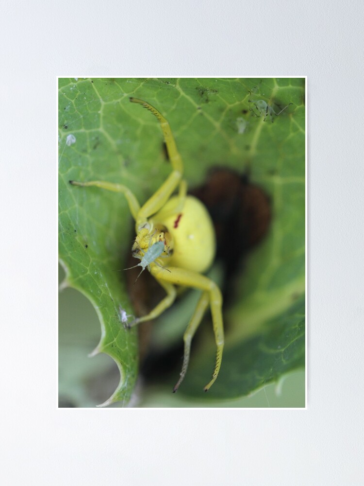 Thumbnail 1 of 3, Poster, Spider designed and sold by RockingLaurie.