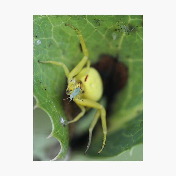 Photographic Print