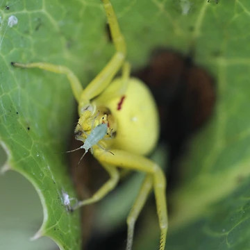 Artwork thumbnail, Spider by Bill Rockenbeck