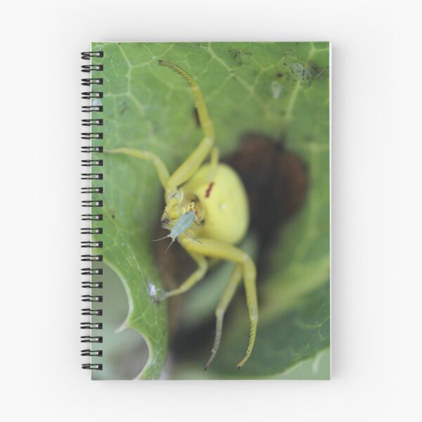 Aperçu de l'œuvre Spider créée et vendue par Bill Rockenbeck.