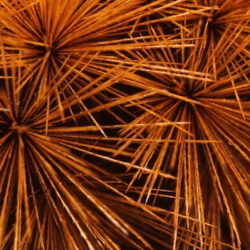 Imagen de la obra Burrs de Bill Rockenbeck