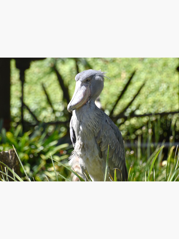 shoebill stork zoo