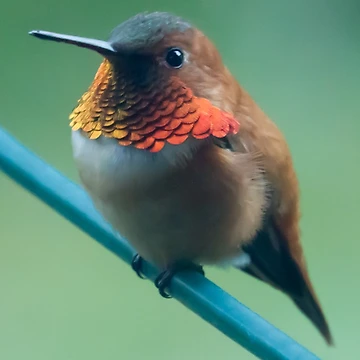 Artwork thumbnail, Hummingbird by Bill Rockenbeck
