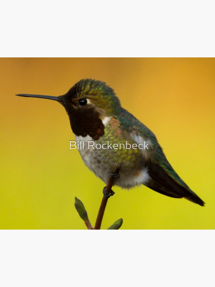 Thumbnail 2 of 2, Greeting Card, Hummingbird designed and sold by Bill Rockenbeck.
