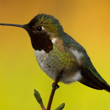 Artwork thumbnail, Hummingbird by Bill Rockenbeck