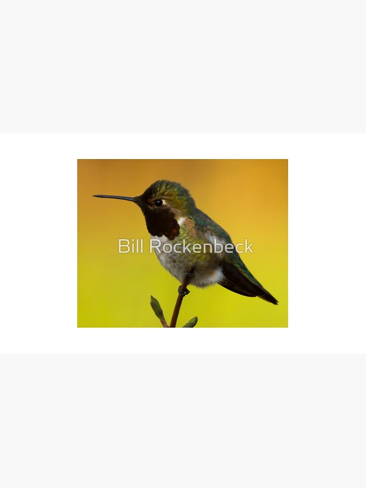 Thumbnail 4 of 4, Coffee Mug, Hummingbird designed and sold by Bill Rockenbeck.