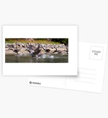 Canadian Geese taking flight, St. Lawrence River, Ontario Postcards