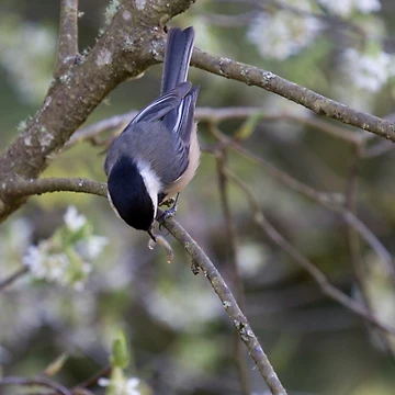 Artwork thumbnail, Early-Bird Nuthatch by Bill Rockenbeck