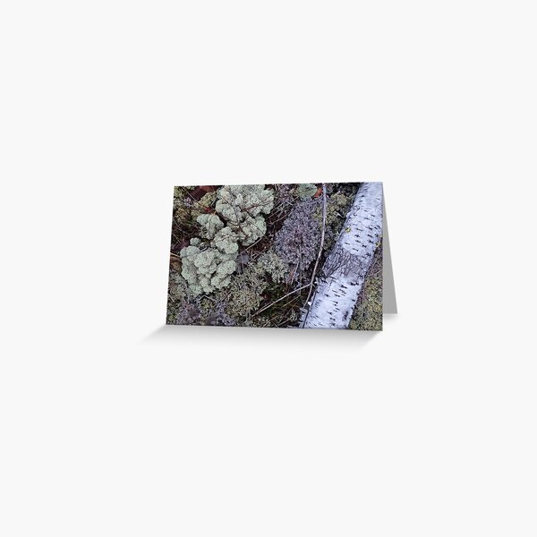 Silver and Lichen Greeting Card
