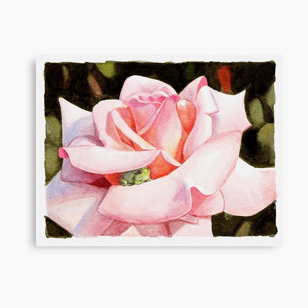 Tiny frog in a rose Canvas Print
