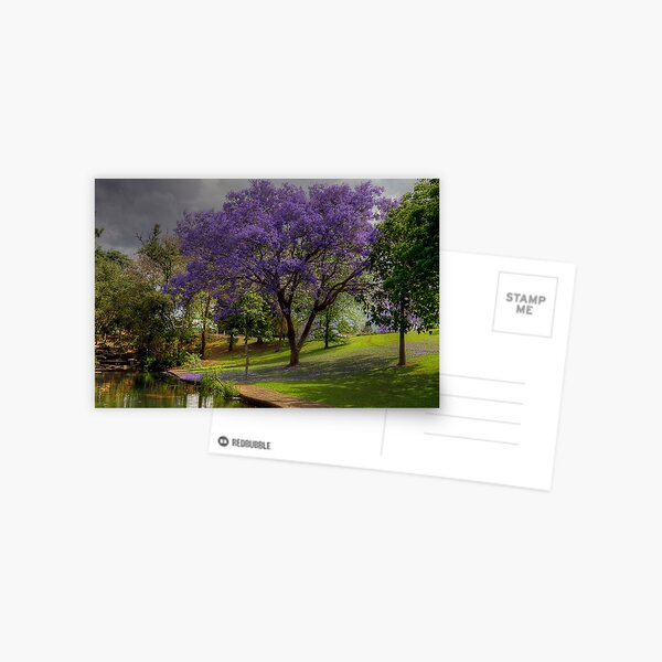 Jacarandas Festival. (See Park Grafton) Postcard