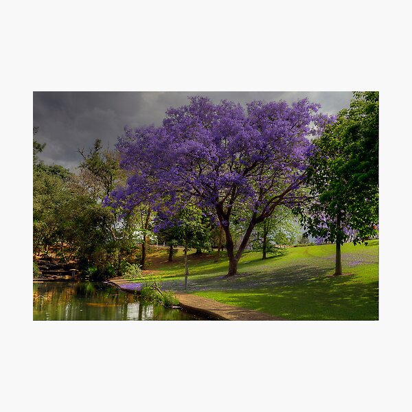 Item preview, Jacarandas Festival. (See Park Grafton) designed and sold by Julie  White.