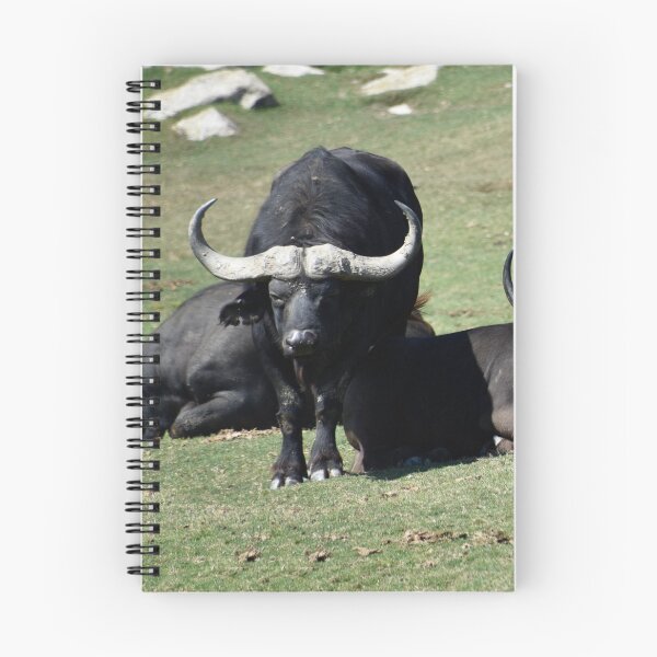 Item preview, Cape Buffalo at the San Diego Safari Park designed and sold by Zoo and Nature Photography by Karie.