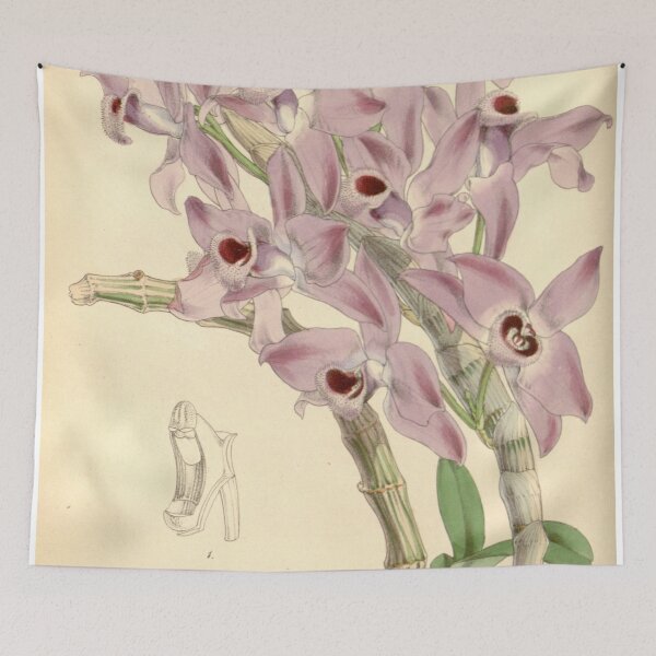 Item preview, Dendrobium parishii designed and sold by EsotericBotanic.