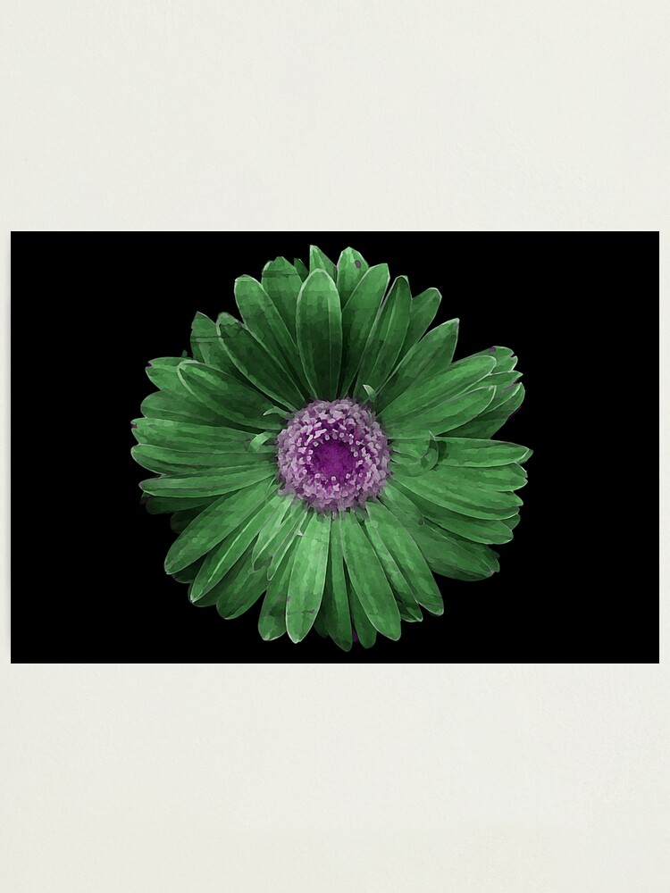 Impression photo « Fleur verte et violette », par Abbykramer001 | Redbubble