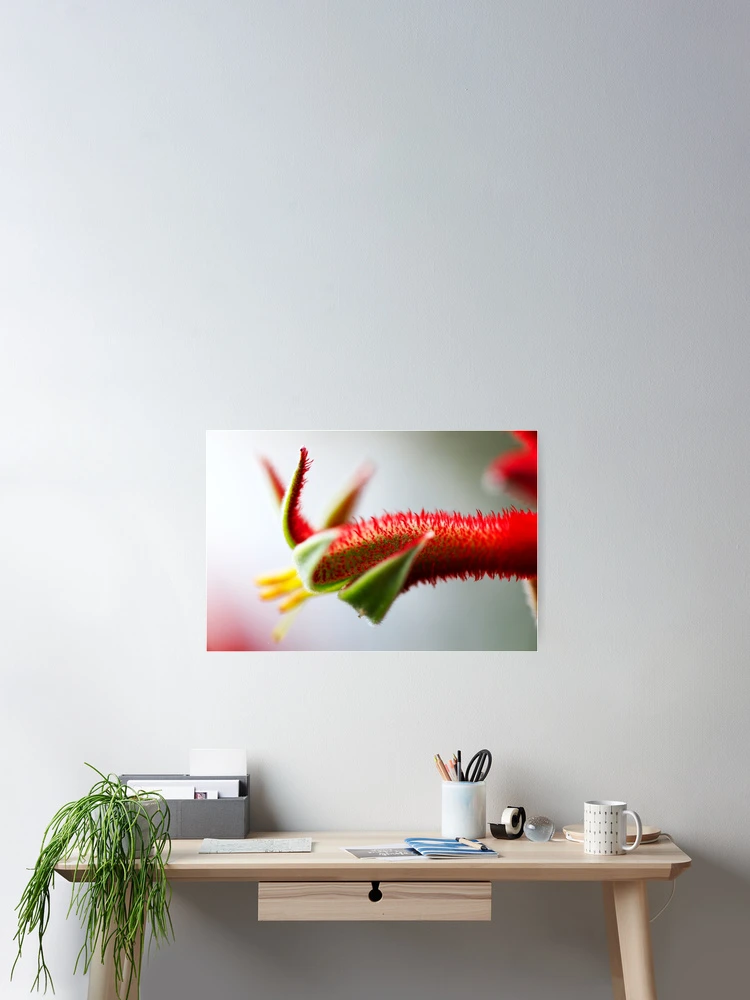 Thumbnail 2 of 3, Poster, Red Roo Paw designed and sold by evolutionx.