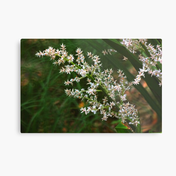 Helmholtzia glaberrima Metal Print